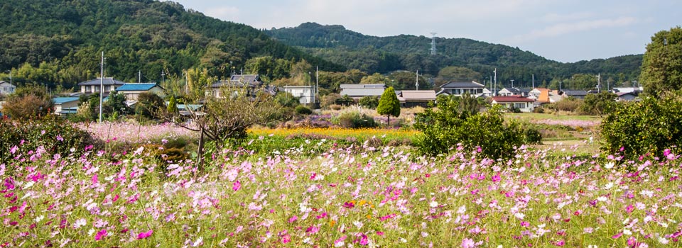 大師寺トップイメージ06